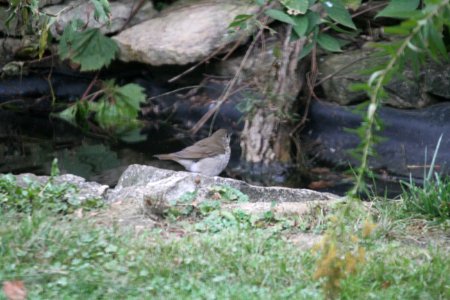 IMG 3518c Gray-cheeked Thrush Hse Kankakee IL 10-3-2017