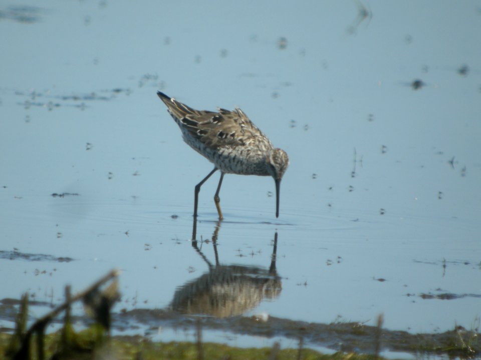 DSCN8370c Stilt Sandpiper Willowhaven Area Kankakee Co IL 6-2-2017