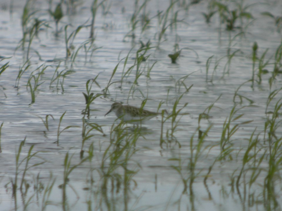 DSCN8543c Semipalmated Sandpiper Willowhaven Area Kankakee Co IL 6-19-2017