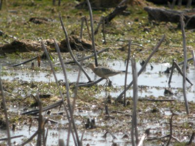 DSCN9034c Buff-breasted Sandpiper LaSalle FWA-IN 8-18-2017