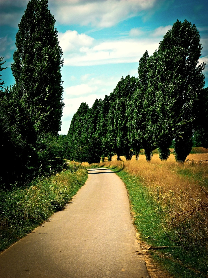 Avenue landscape summer
