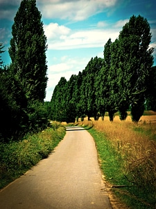 Avenue landscape summer