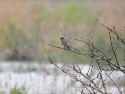 DSCN0037c Merlin TNC Kankakee Sands IN 4-28-2017
