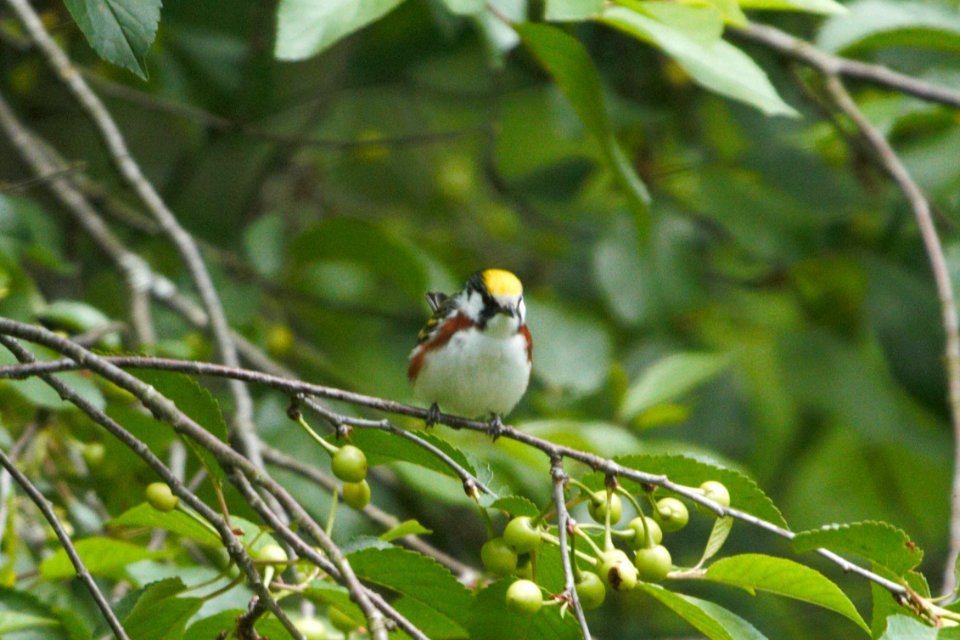 IMG 7048c Chestnut sided Warbler Hse Kankakee IL 5-25-2017