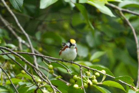 IMG 7048c Chestnut sided Warbler Hse Kankakee IL 5-25-2017