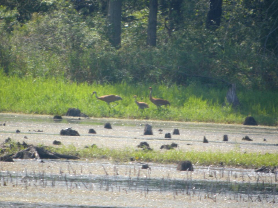 DSCN8819c Sandhill Crane Family LaSalle FWA IN 8-5-2017