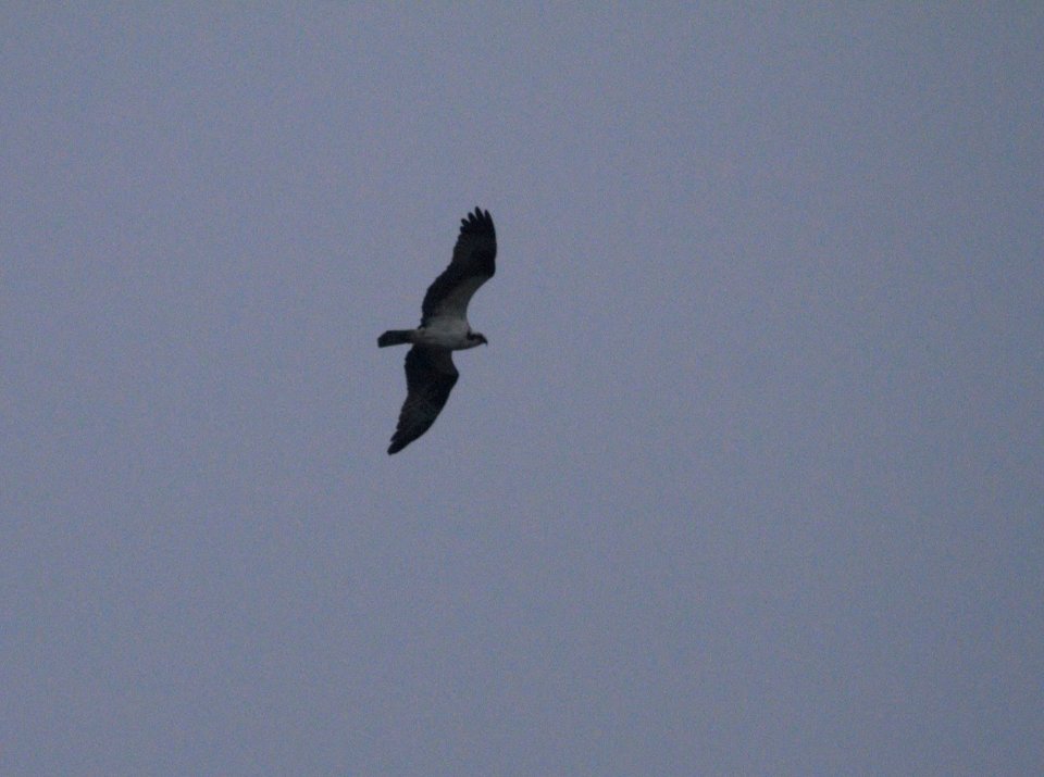 IMG 5197c Osprey Bird Park Kankakee IL 3-31-2017