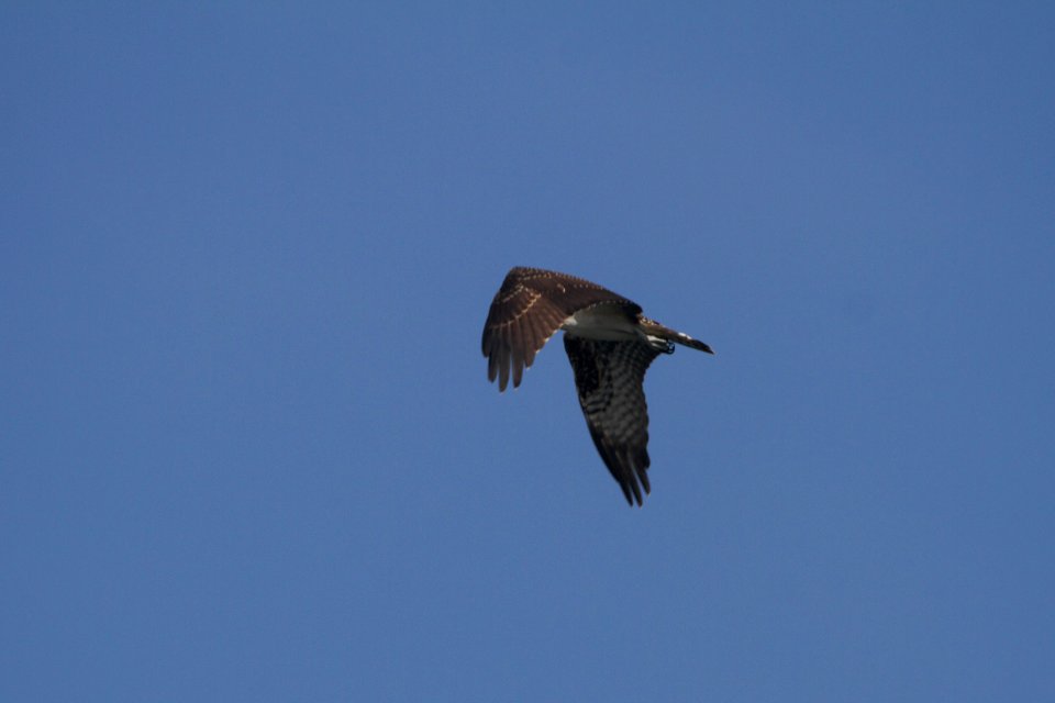 IMG 0642c Osprey (juv) Snakeden Hollow FWA IL 8-27-2017