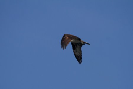 IMG 0642c Osprey (juv) Snakeden Hollow FWA IL 8-27-2017
