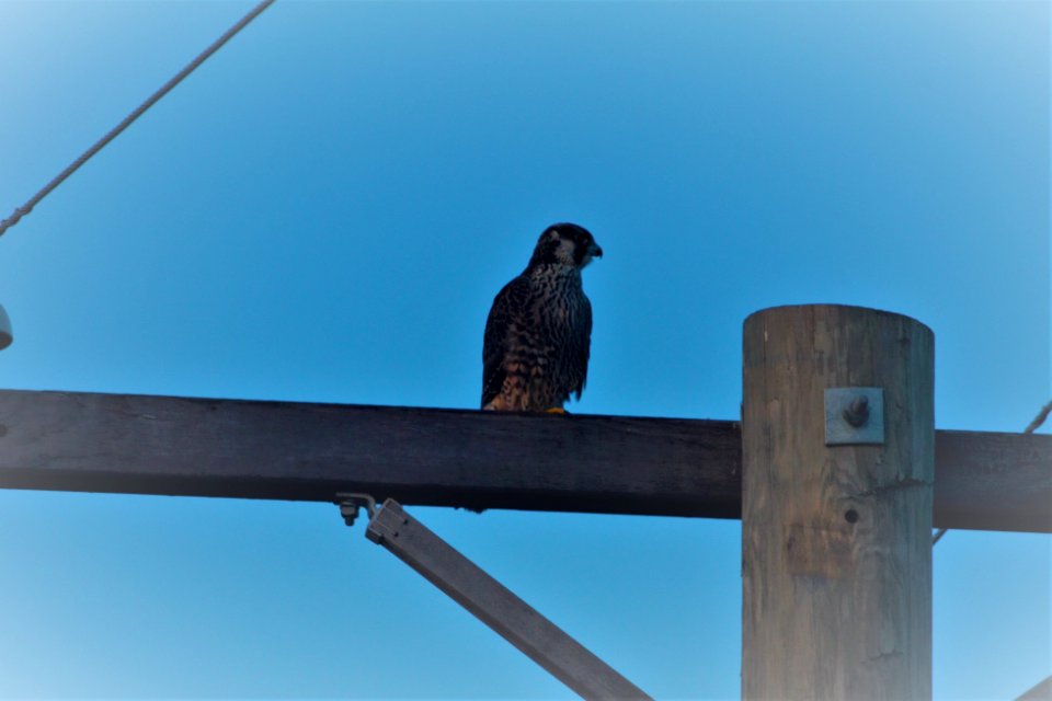 IMG 8734c Peregrine Falcon H & E Sod Momence IL 7-31-2017