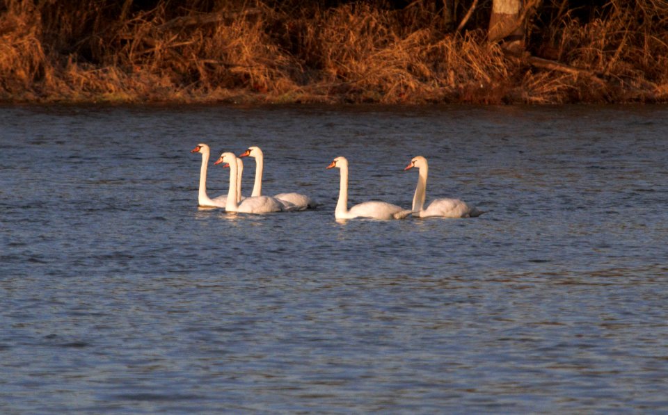 IMG 3332c Mute Swan Kankakee River SP Kankakee Co IL 12-28-2016