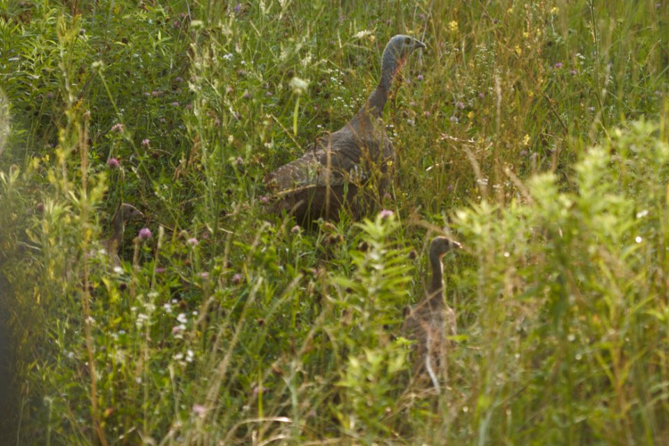 IMG 8200c Wild Turkey Braidwood IL 7-13-2017