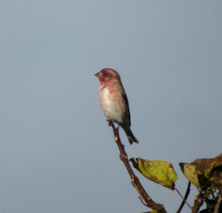IMG 3321 c Purple Finch  LeVasseur Park Kankakee IL 11-02-09