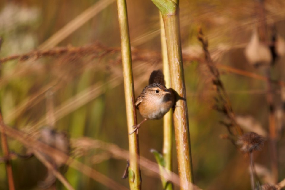 IMG 3277c Sedge Wren Perry Farm Kankakee Co IL 9-29-2017