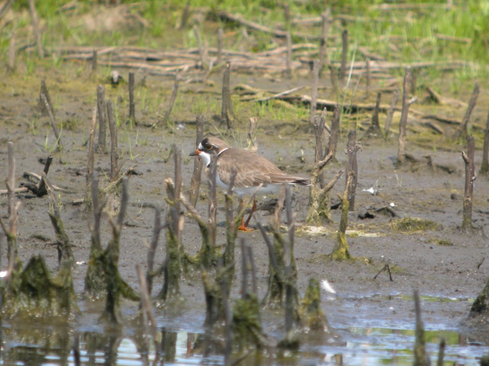DSCN8292c Semipalmated Plover Willowhaven Area Kankakee Co IL 6-1-2017
