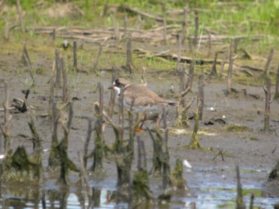 DSCN8292c Semipalmated Plover Willowhaven Area Kankakee Co IL 6-1-2017 photo