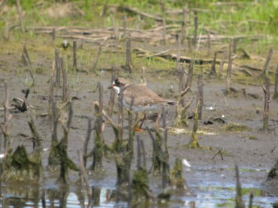 DSCN8292c Semipalmated Plover Willowhaven Area Kankakee Co IL 6-1-2017
