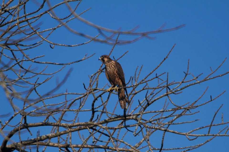 IMG 0261c Peregrine Falcon (juv) LaSalle FWA IN 8-14-2017