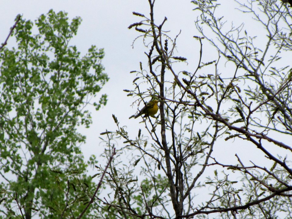 IMG 2862c Prairie Warbler Mazonia Lakes South Kankakee Co IL 5-4-2017