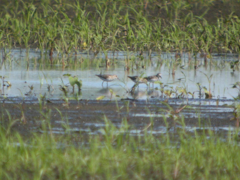 DSCN8569c Semipalmated Sandpiper Willowhaven Area Kankakee Co IL 6-21-2017