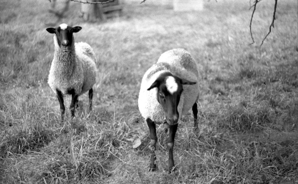 Praktica BC1 - Sheep