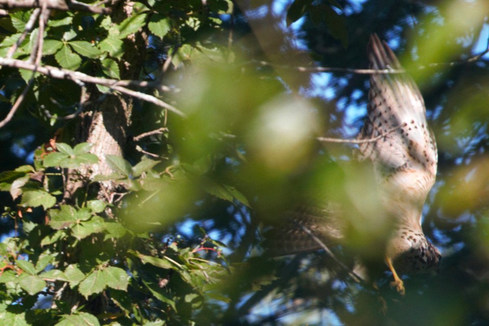 IMG 0966c Red-shouldered Hawk (juv) LaSalle FWA IN 9-3-2017