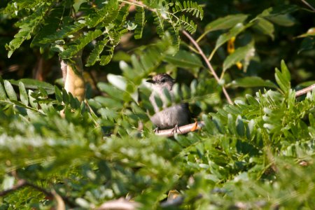 IMG 0674c Gray Catbird LeVasseur Park Kankakee IL 8-29-2017