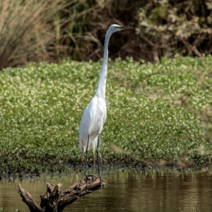White Egret
