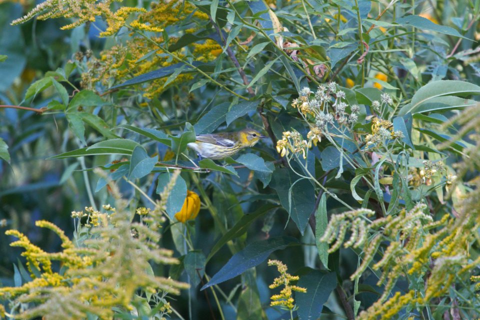 IMG 1919c Cape May Warbler Hse Kankakee IL 9-15-2017
