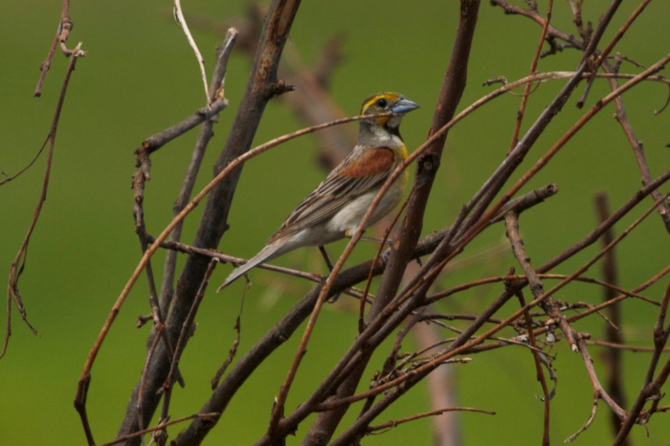 IMG 8476c Dickcissel Schoeffner Farm Kankakee Co IL 7-22-2017