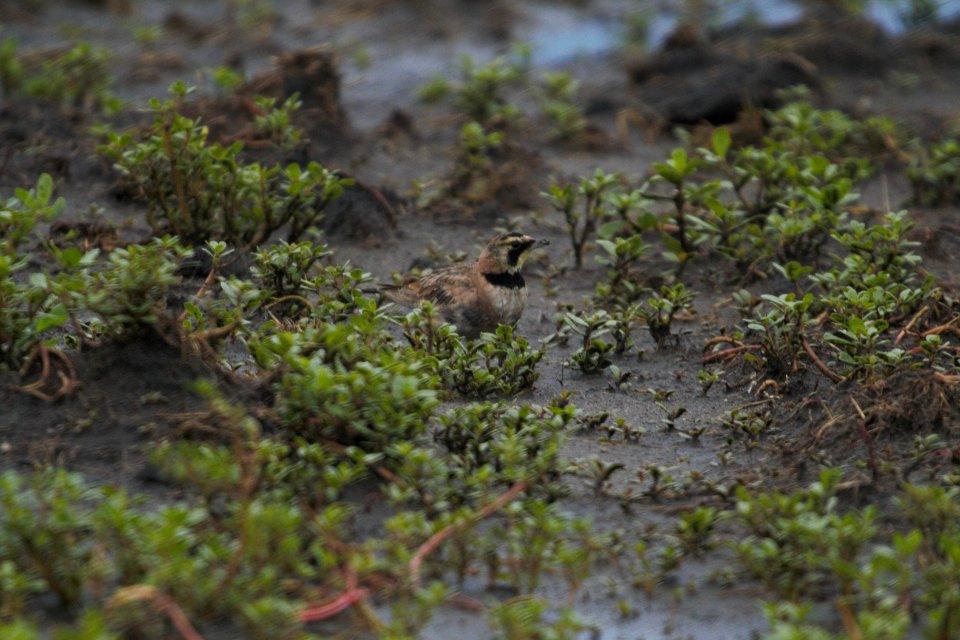 IMG 8421c Horned Lark H & E Sod Farm Momence IL 7-22-2017