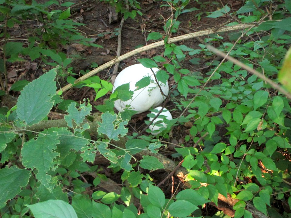 IMG 3087c Puffball Perry Farm Kankakee Co IL 8-16-017