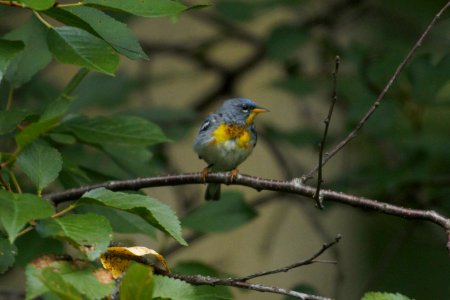 IMG 7927c Northern Parula Hse Kankakee IL 7-4-2017