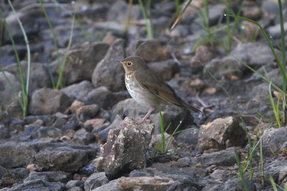IMG 0444c Swainson's Thrush LeVasseur Park Kankakee IL 8-23-2017