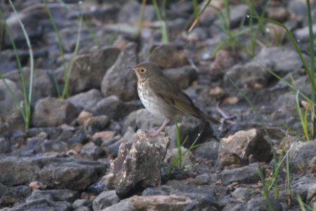 IMG 0444c Swainson's Thrush LeVasseur Park Kankakee IL 8-23-2017