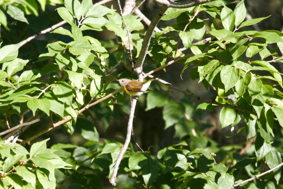 IMG 0484c American Redstart (IM) LeVasseur Park Kankakee IL 8-23-2017
