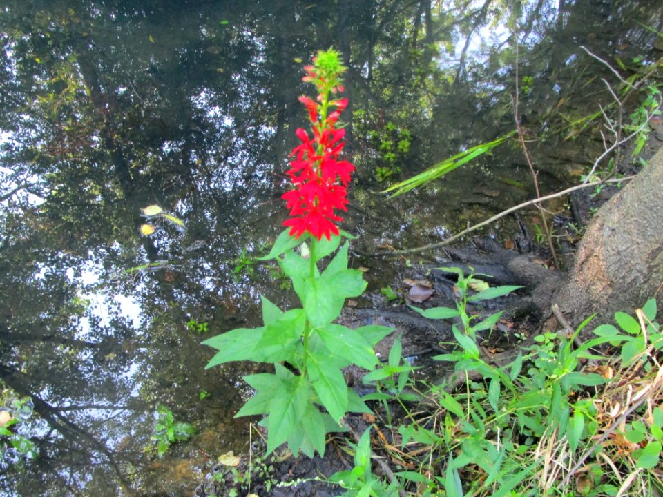 IMG 3053c Cardinal Flower LaSalle FWA IN 8-5-2017