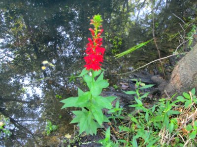 IMG 3053c Cardinal Flower LaSalle FWA IN 8-5-2017