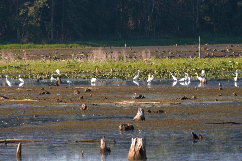 IMG 0190c Great Egret LaSalle FWA IN 8-9-2017