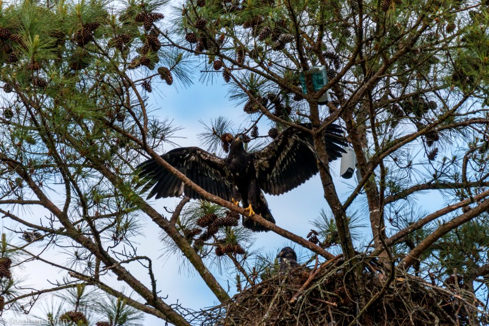 Berry College Eagles 2015