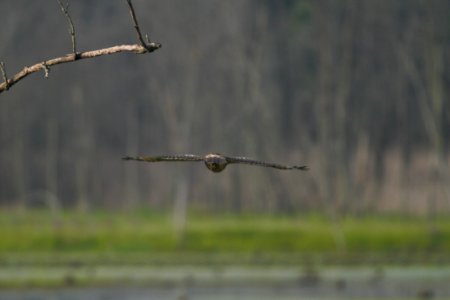 DSCN8810c Red-shouldered Hawk LaSalle FWA IN 8-1-2017