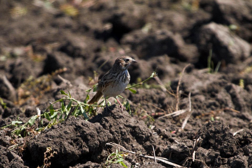 IMG 7413c Vesper Sparrow Willowhaven Area Kankakee Co IL 6-2-2017