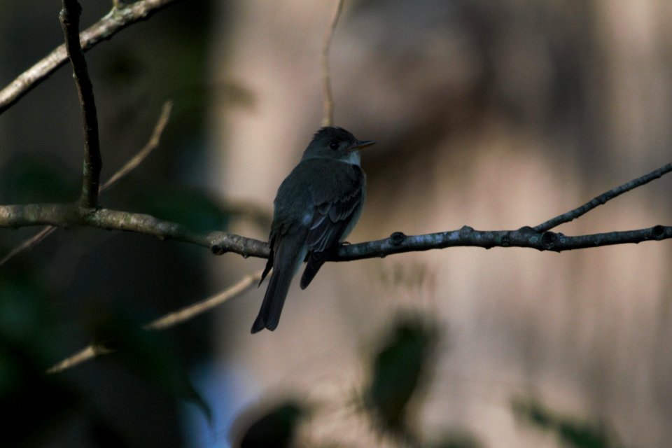 IMG 0146c-Eastern Wood-Pewee Hse Kankakee IL 8-7-2017