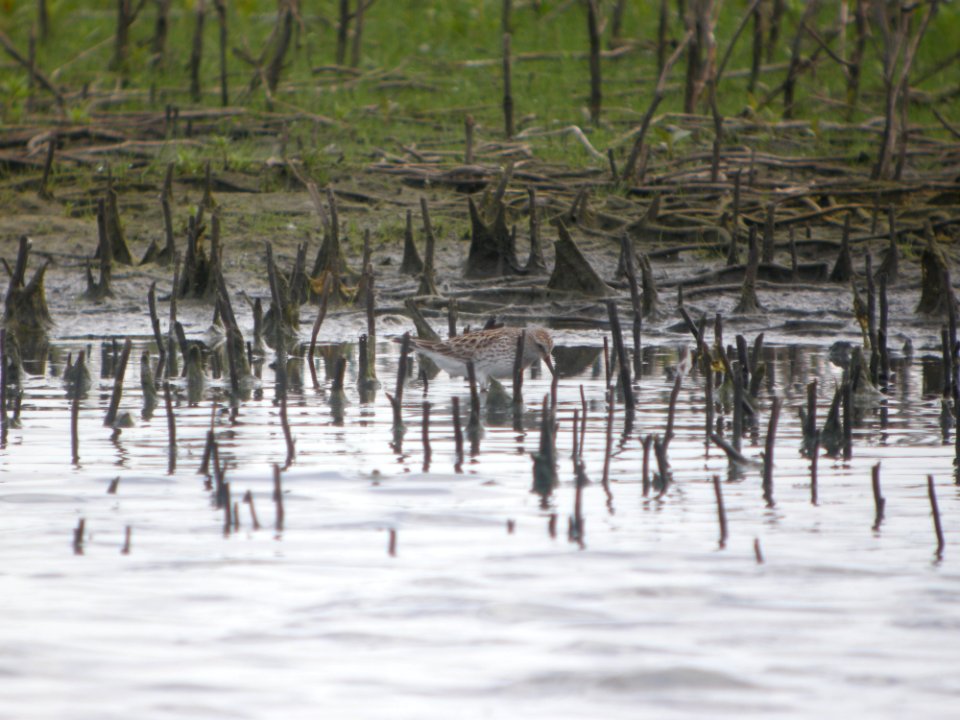 DSCN0441c White-rumped Sandpiper Willowhaven Area Kankakee Co IL 5-26-2017