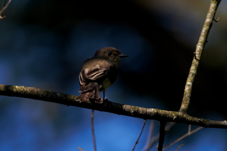 IMG 0582c Eastern Phoebe Willow Slough FWA IN 8-24-2017