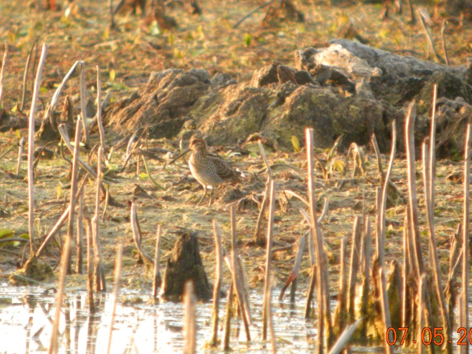 DSCN8594c Wilson's Snipe LaSalle FWA IN 7-5-2017
