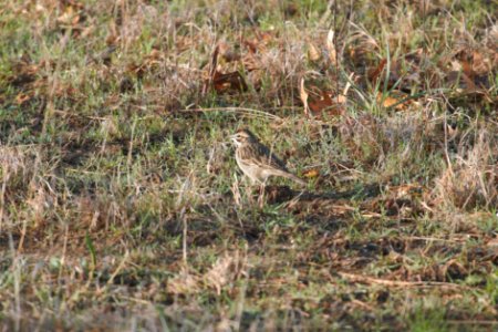IMG 5633c Lark Sparrow Pembroke Savannah Kankakee Co IL 10-11-2017