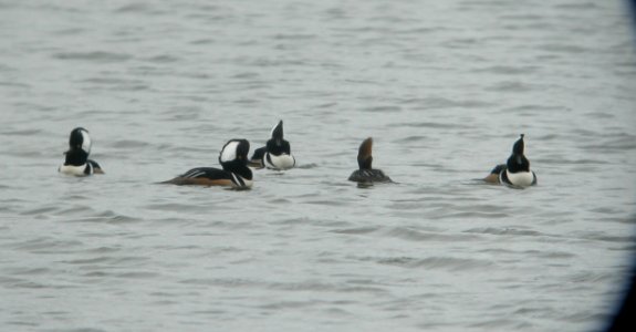 DSCN9799c Hooded Merganser Whispering Willows Area Kankakee Co IL 3-26-2017