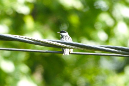 IMG 7042c Blackpoll Warbler Hse Kankakee IL 5-25-2017 photo