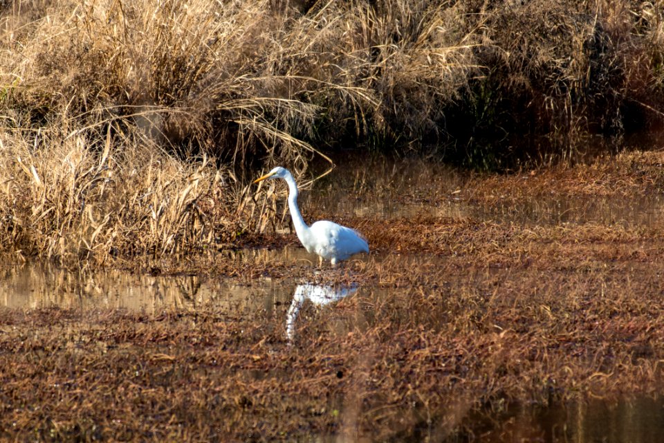 White Egret